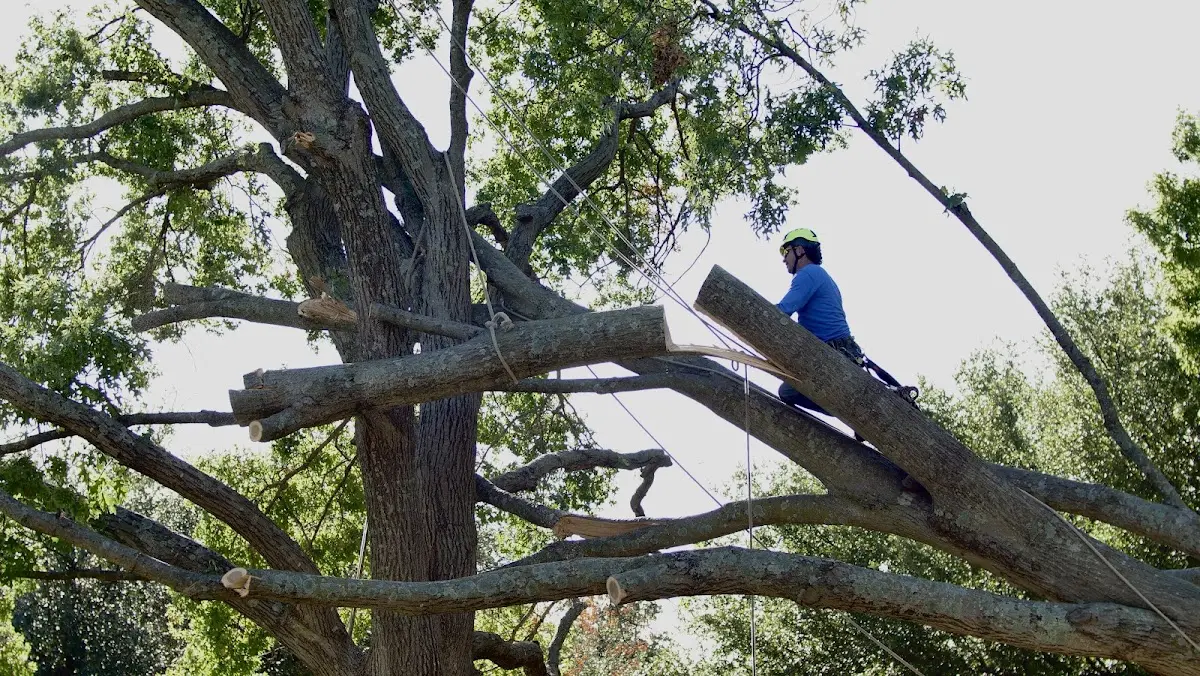Professional Crown Thinning performed by certified arborists in Colchester