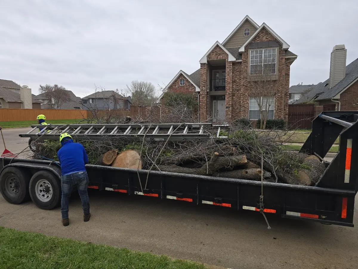 Expert Tree Fertilization with proper safety equipment in Colchester